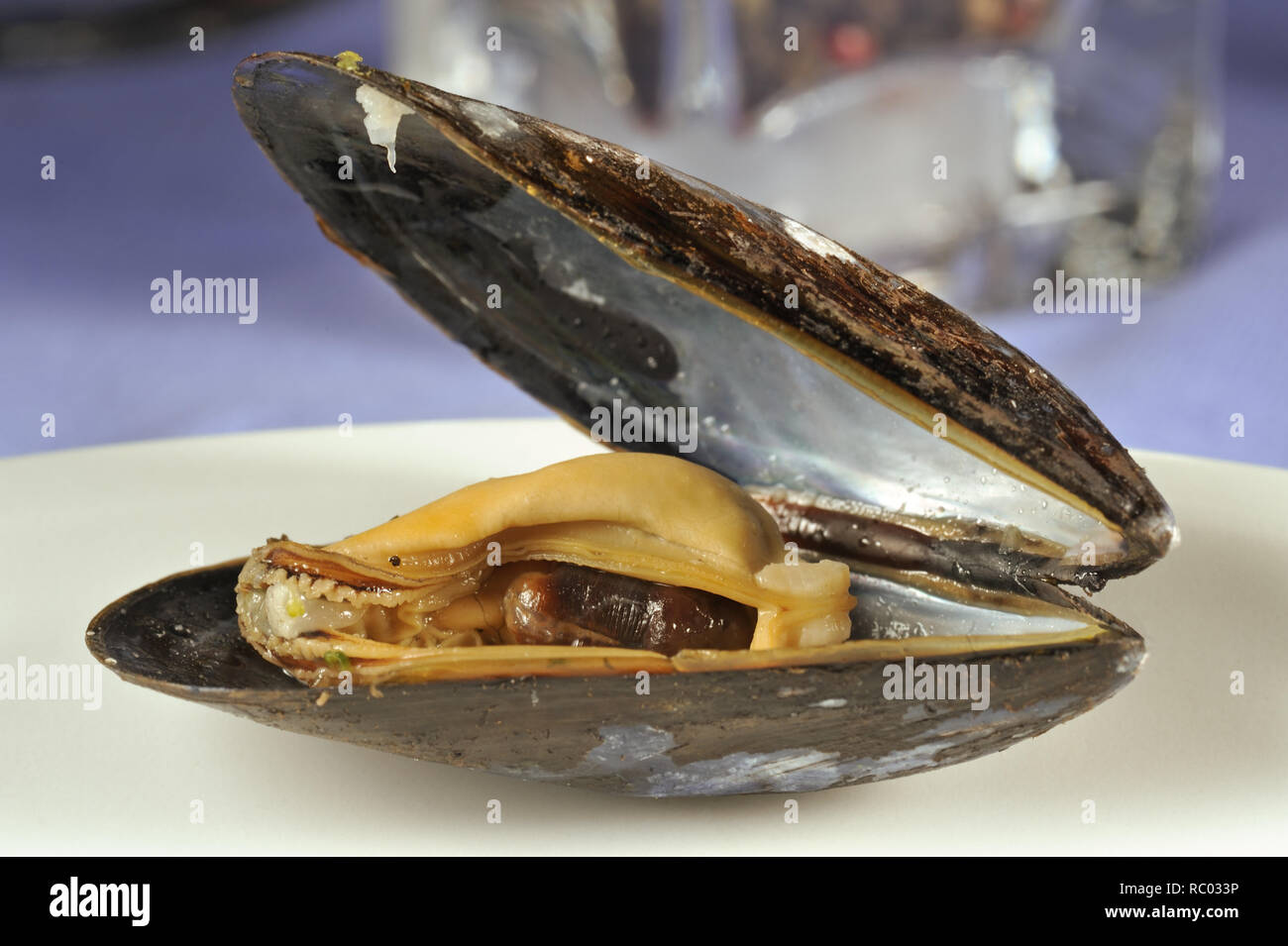 Frische Miesmuschel | Frische Miesmuscheln in einer Shell Stockfoto