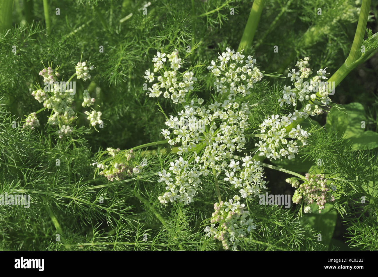 , Bärwurz Meum athamanticum, in der Blüte | Meum athamanticum, Baldmoney Stockfoto