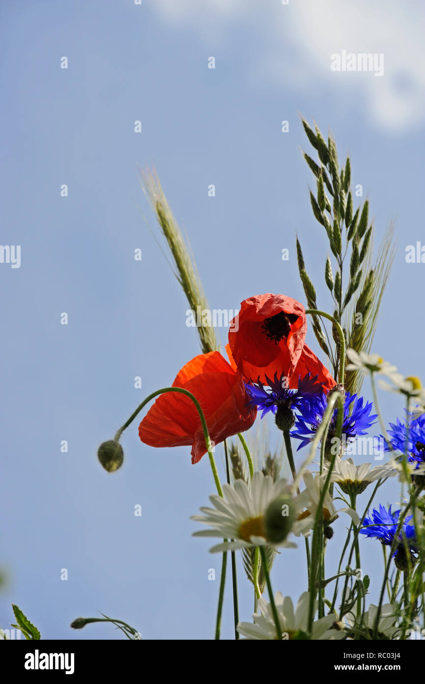 Blumenwiese mit Mohnblumen, Kornblumen und Margeriten Stockfoto