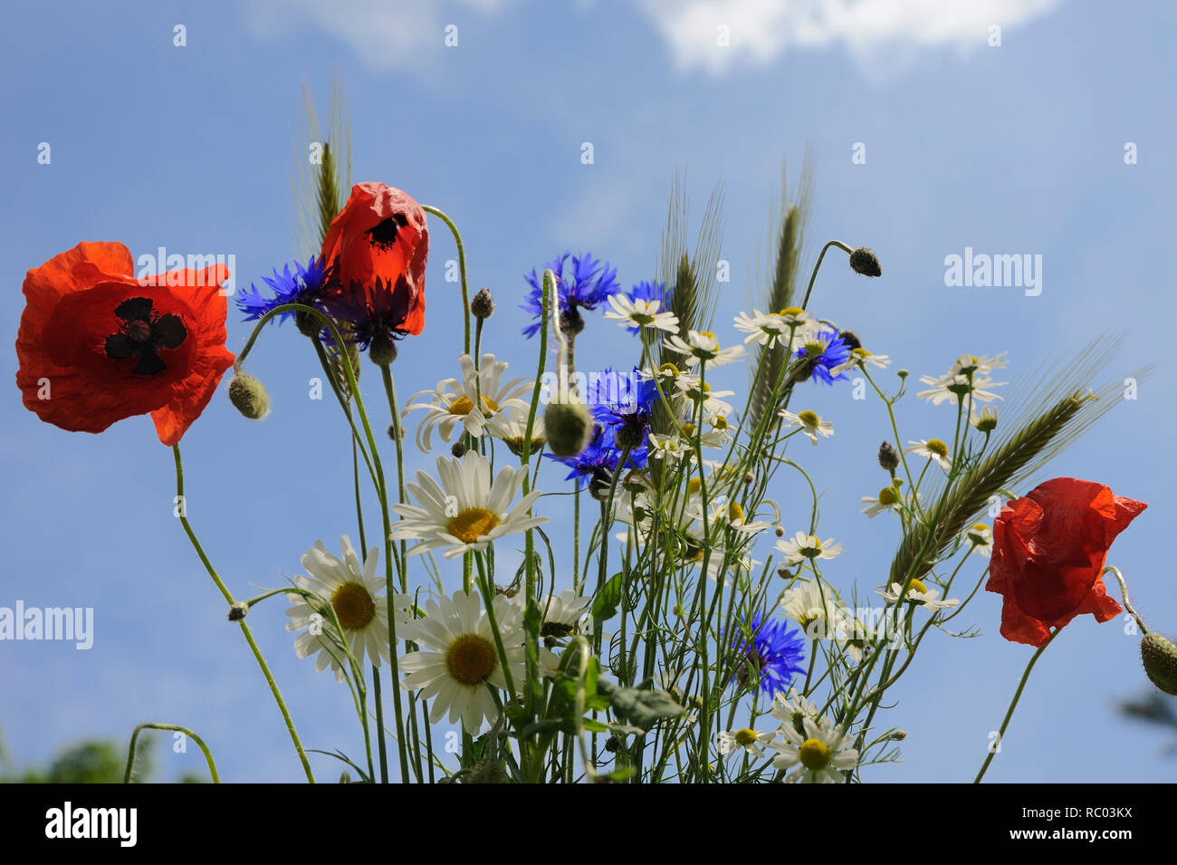 Blumenwiese mit Mohnblumen, Kornblumen und Margeriten Stockfoto