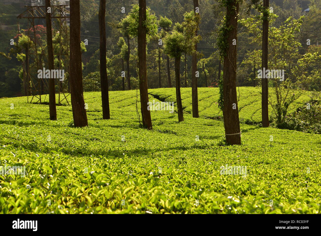 Tea Garden, Munnar, Kerala, Indien Stockfoto