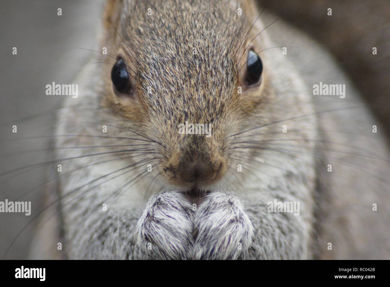 Eichhörnchen Essen Stockfoto
