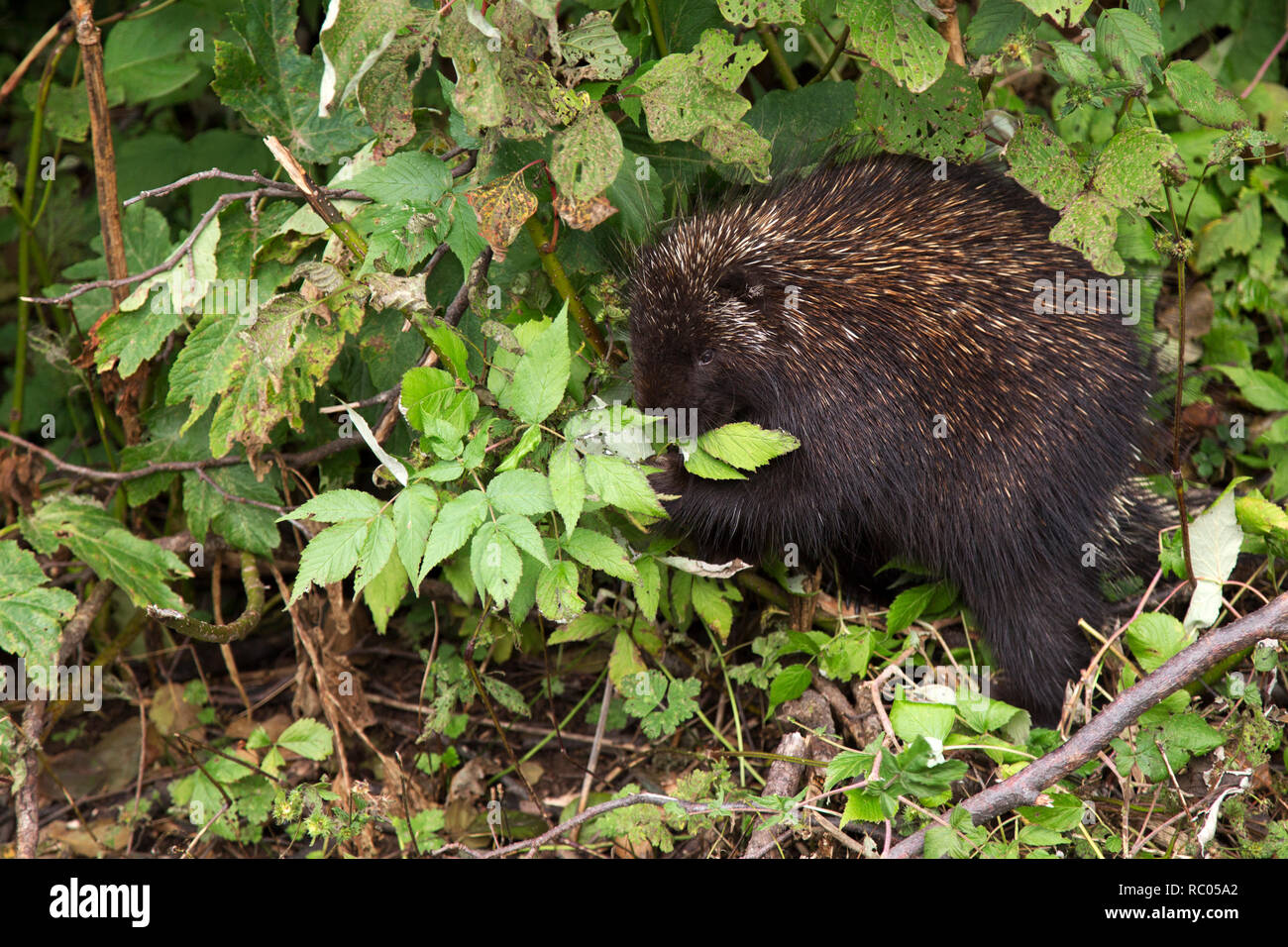 Ein Stachelschwein Grünfutter für Nahrungsmittel in Forillon National Park auf der Halbinsel Gaspé Quebec, Kanada. Das Säugetier frisst Blätter. Stockfoto