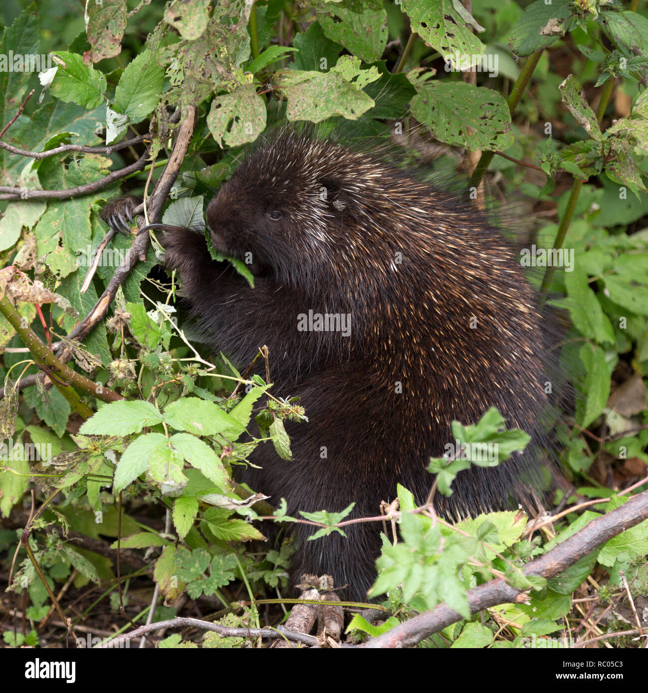 Ein Stachelschwein Grünfutter für Nahrungsmittel in Forillon National Park auf der Halbinsel Gaspé Quebec, Kanada. Das Säugetier frisst Blätter. Stockfoto