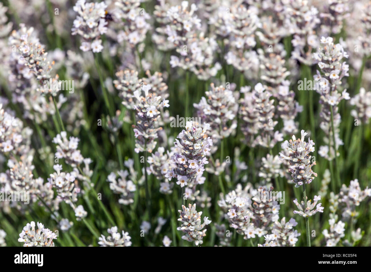 In Weiß und Lavendel, Lavandula angustifolia entivia Silber' Stockfoto