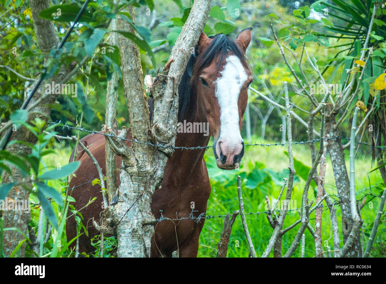 Das Portrait einer schönen braunen Pferd eingeschlossen auf einer grünen Wiese Stockfoto