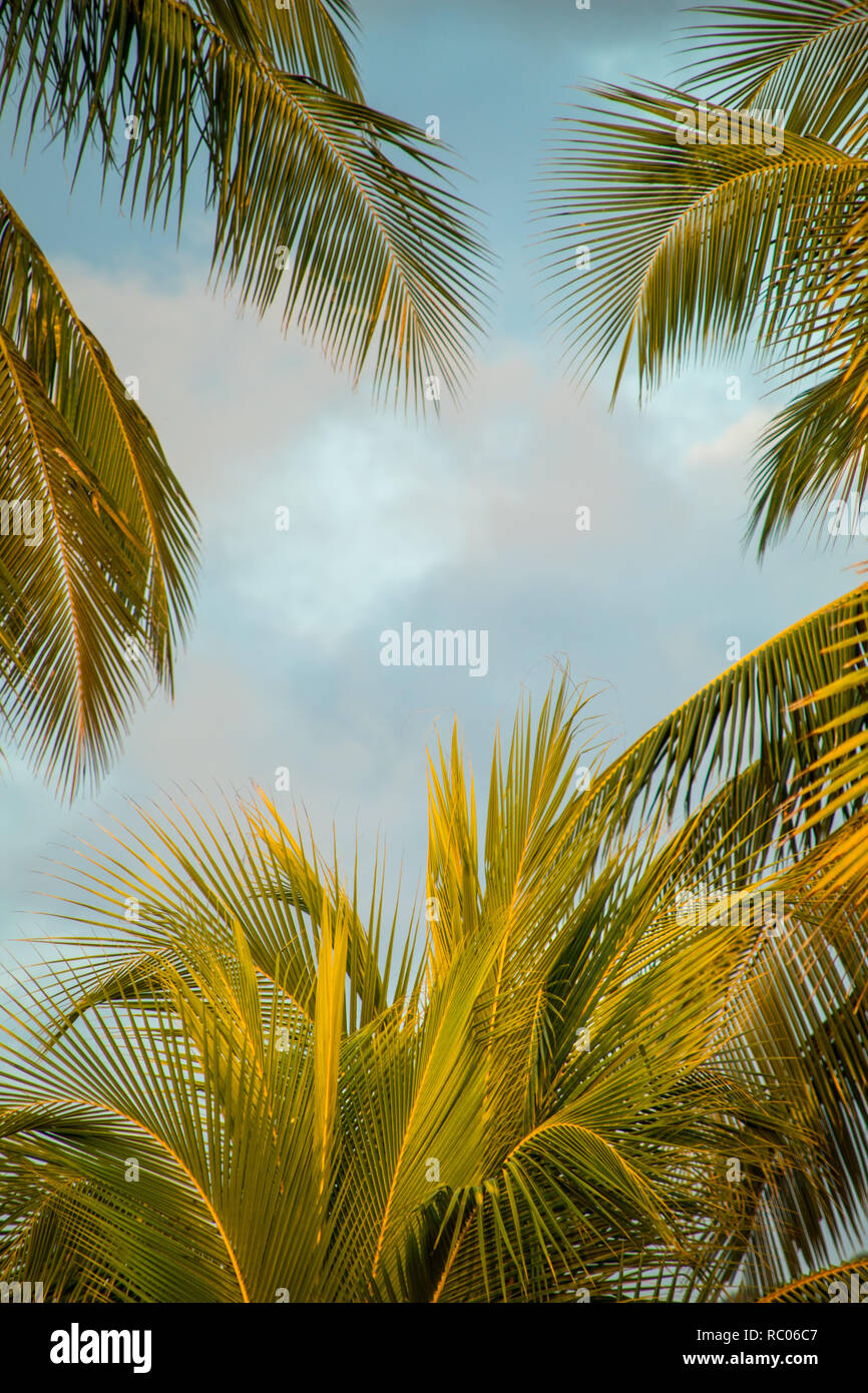 Ein Foto der Blätter der Palmen auf dem Hintergrund einer schönen cremigen Sky Stockfoto