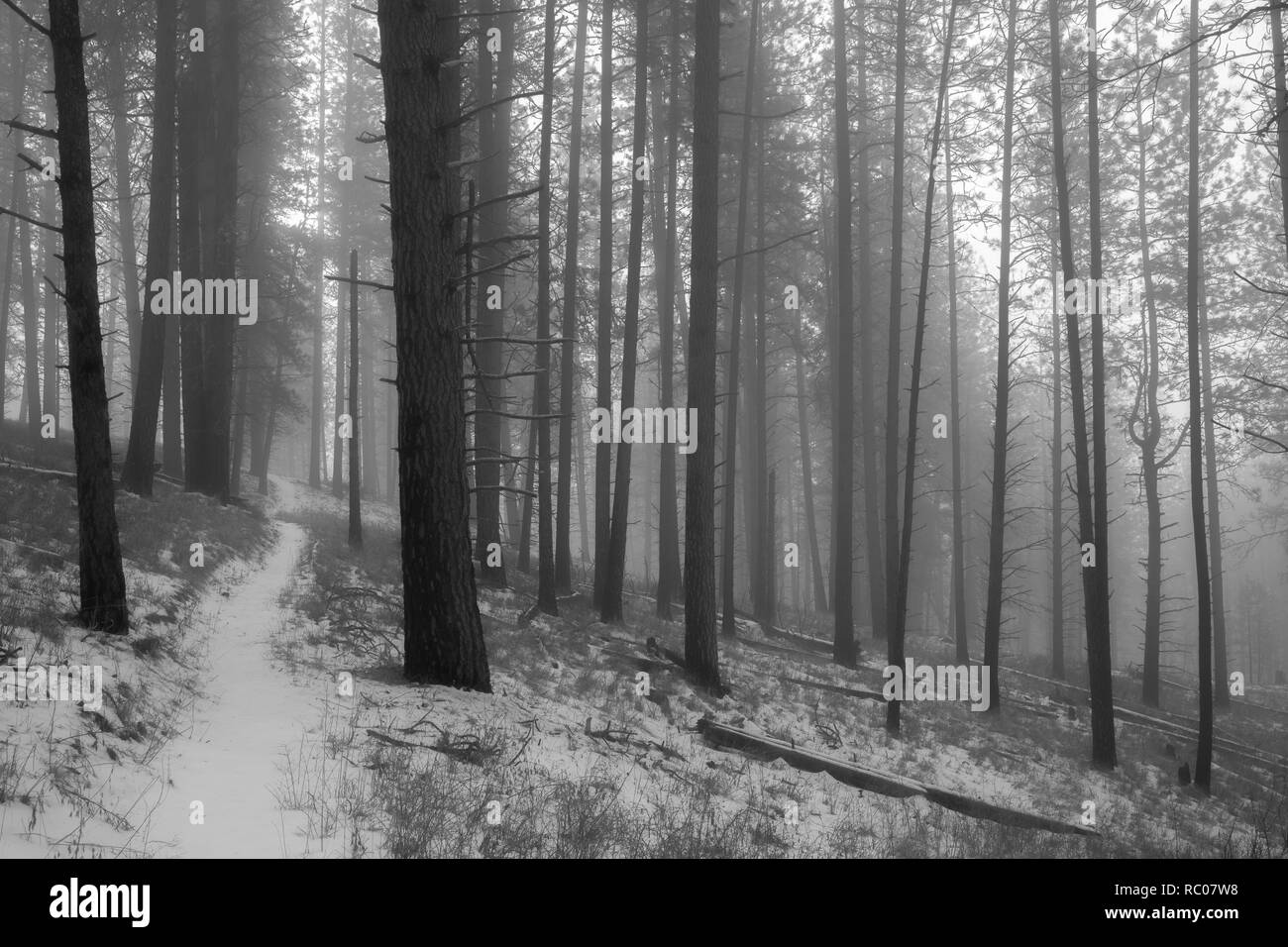 Schwarze und weiße Wald im Nebel Stockfoto