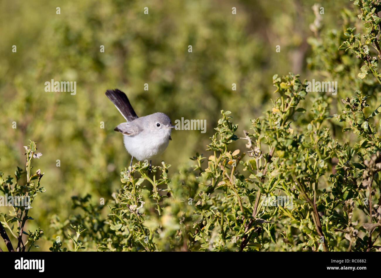 Blau grau Gnatcatcher Stockfoto