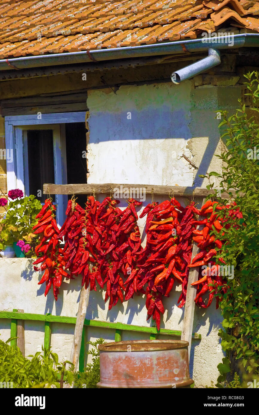 Paprika trocknen in der Sonne an einer Hauswand am Stadtrand von Sofia Stockfoto