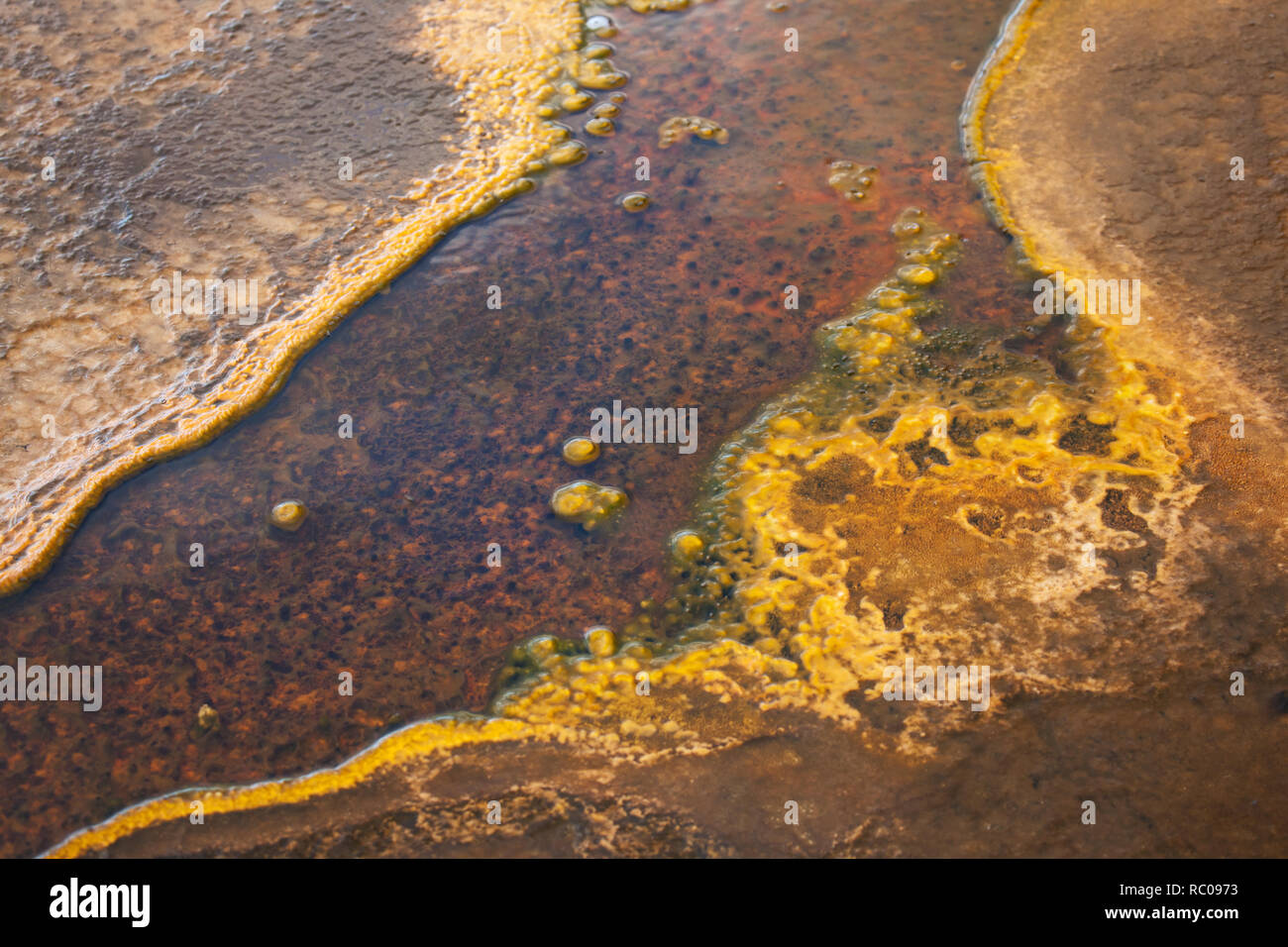 Thermische Bakterien Matte im Yellowstone-Nationalpark, Wyoming, USA Stockfoto