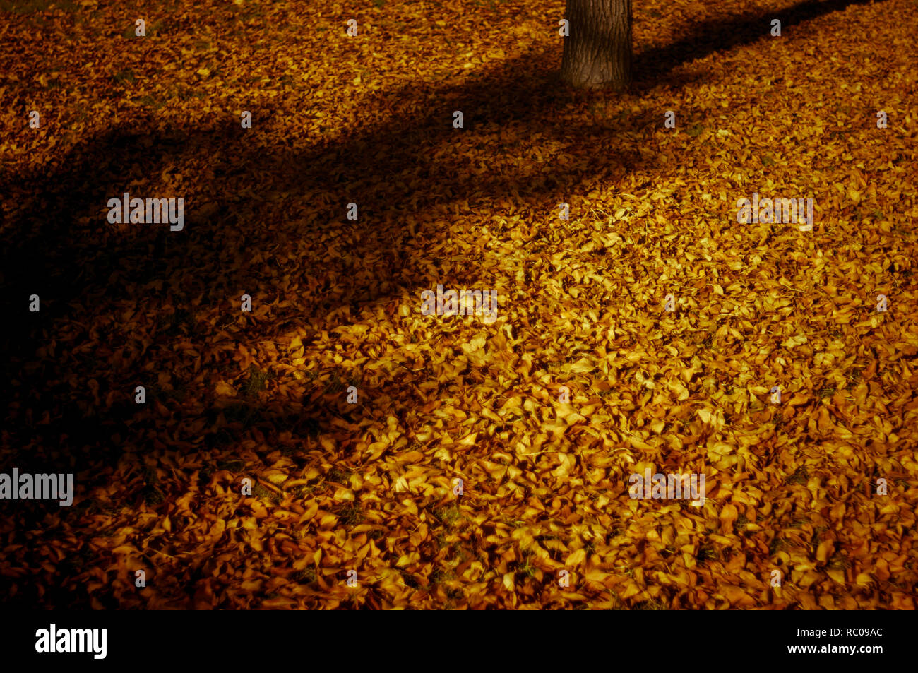 Baum mit Gefallenen orange Blätter und Schatten erzeugen abstraktes Bild der städtischen Herbst Wetter und Bedingungen in Calgary, Alberta, Kanada. Stockfoto