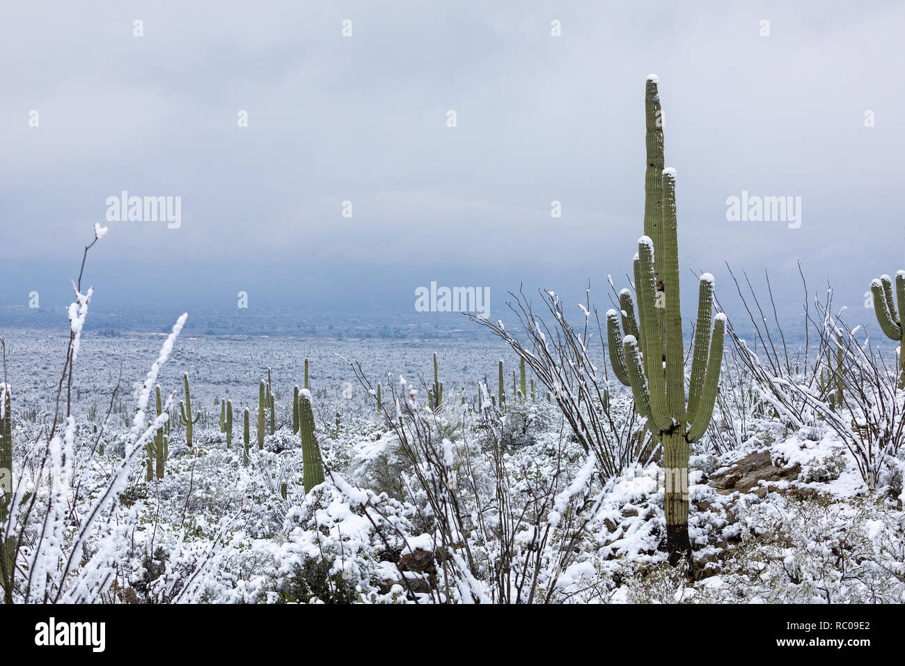 Saguaro Kakteen bedeckt mit Schnee in einer Wüstenlandschaft im Saguaro National Park East, Tucson, Arizona Stockfoto