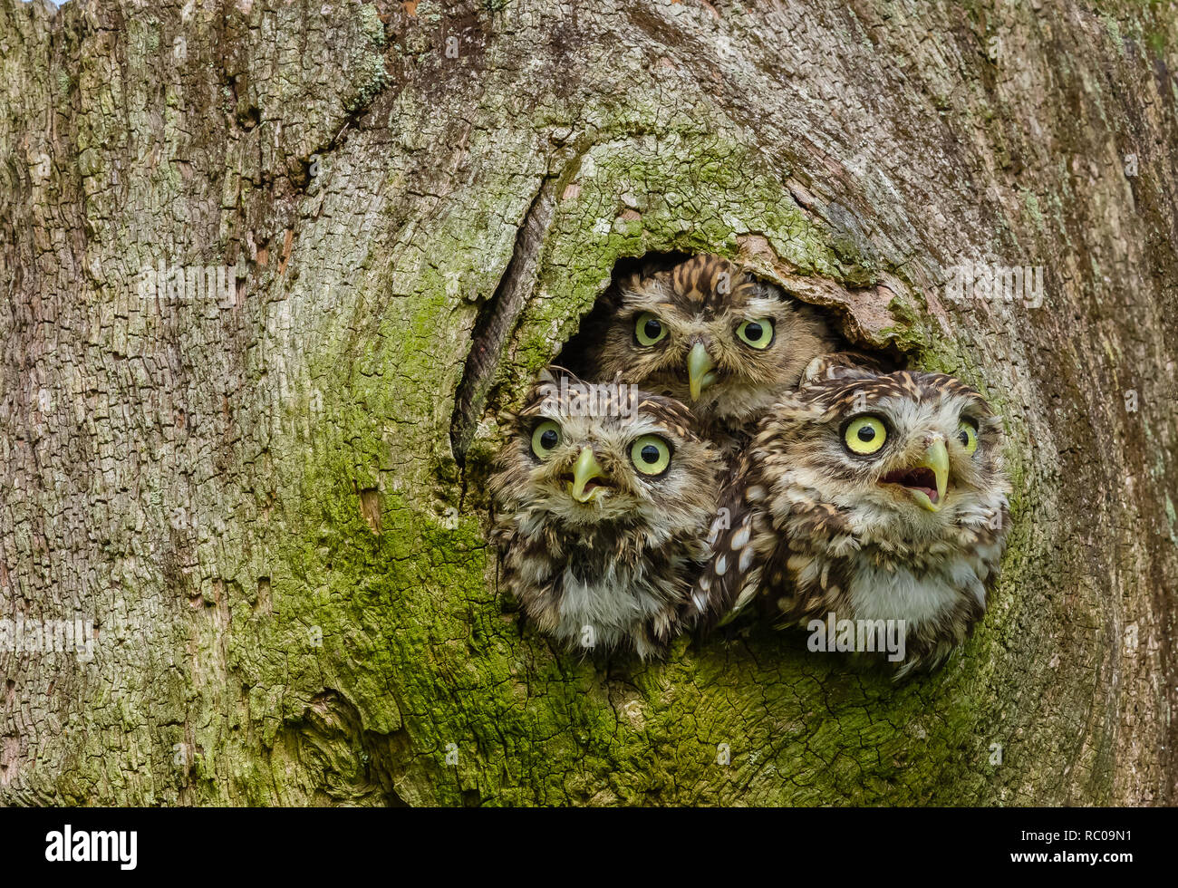Wenig Eulen in einen Baumstamm. Drei kleine Eulen in der hohlen Baum. Kleine Eule ist der Name der Spezies und nicht auf die Größe der Eule. Stockfoto