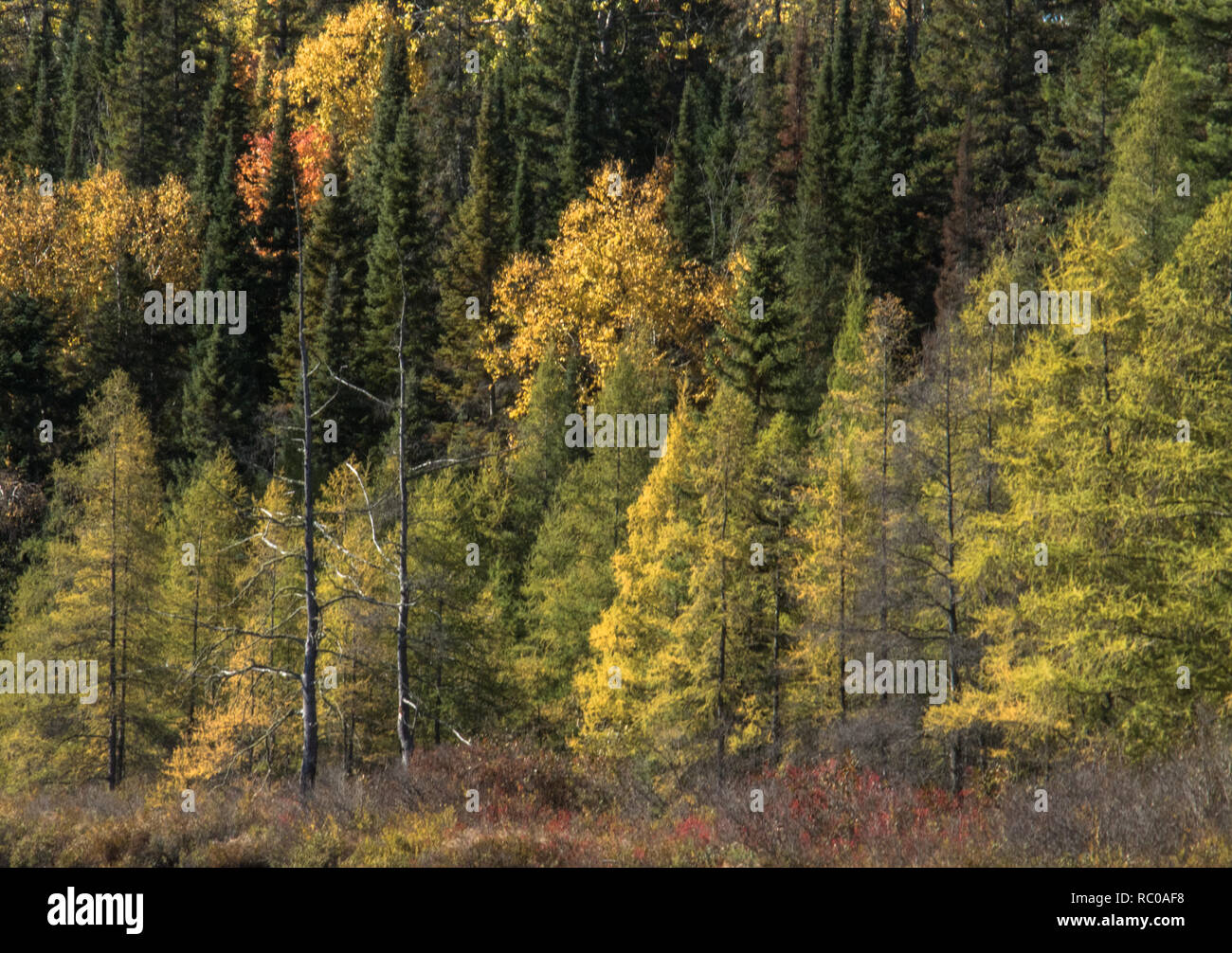 Herbstfarben in einem tamarack-Wald im Algonquin Park Ontario Stockfoto