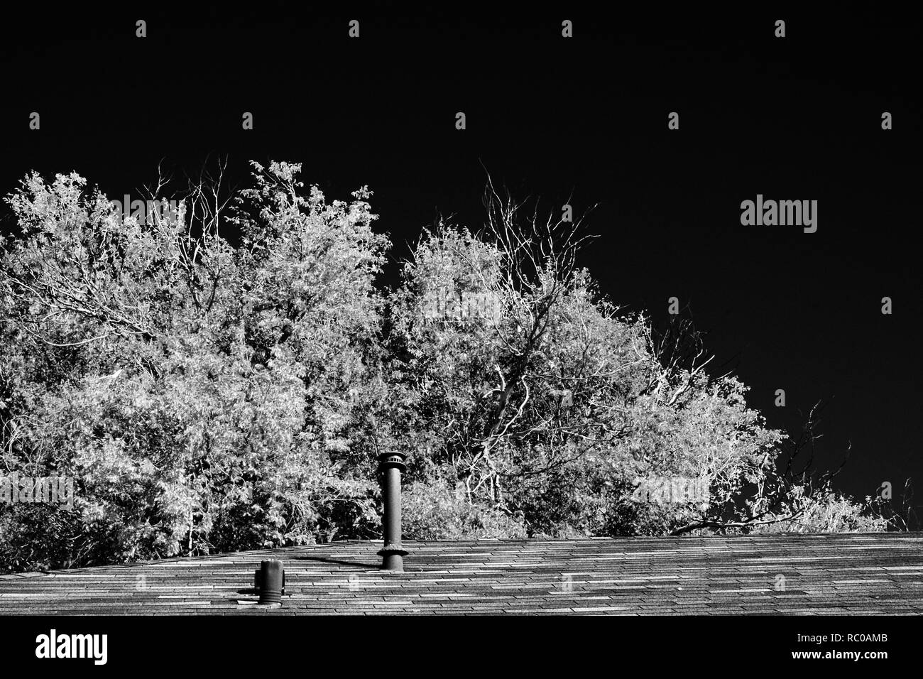 Baumreihe entlang der Straße, Lindsey City Park, Canyon, Texas Stockfoto