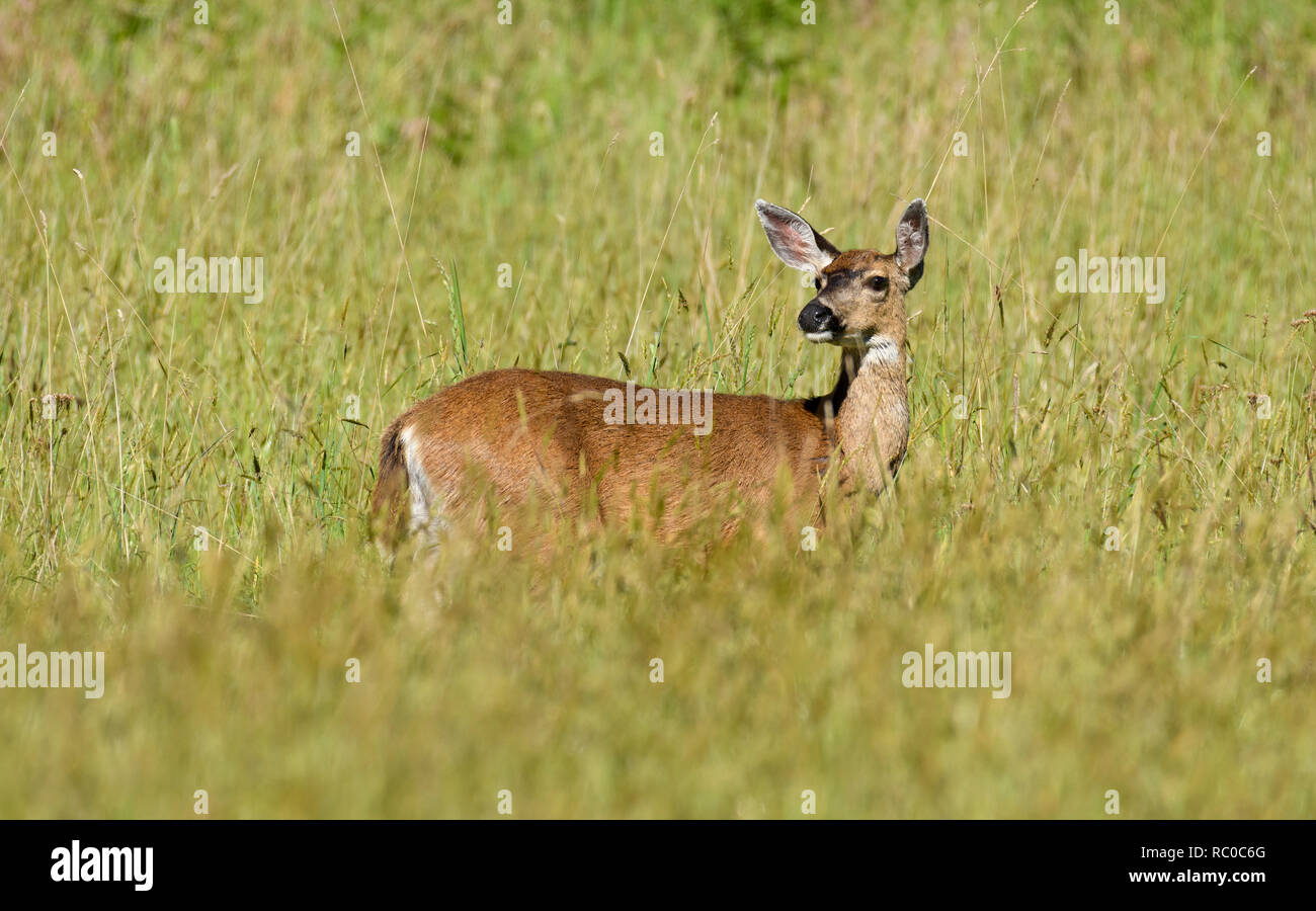 Schwarz-tailed deer in der Wiese im Prairie Creek Redwoods State Park in Nordkalifornien. Stockfoto