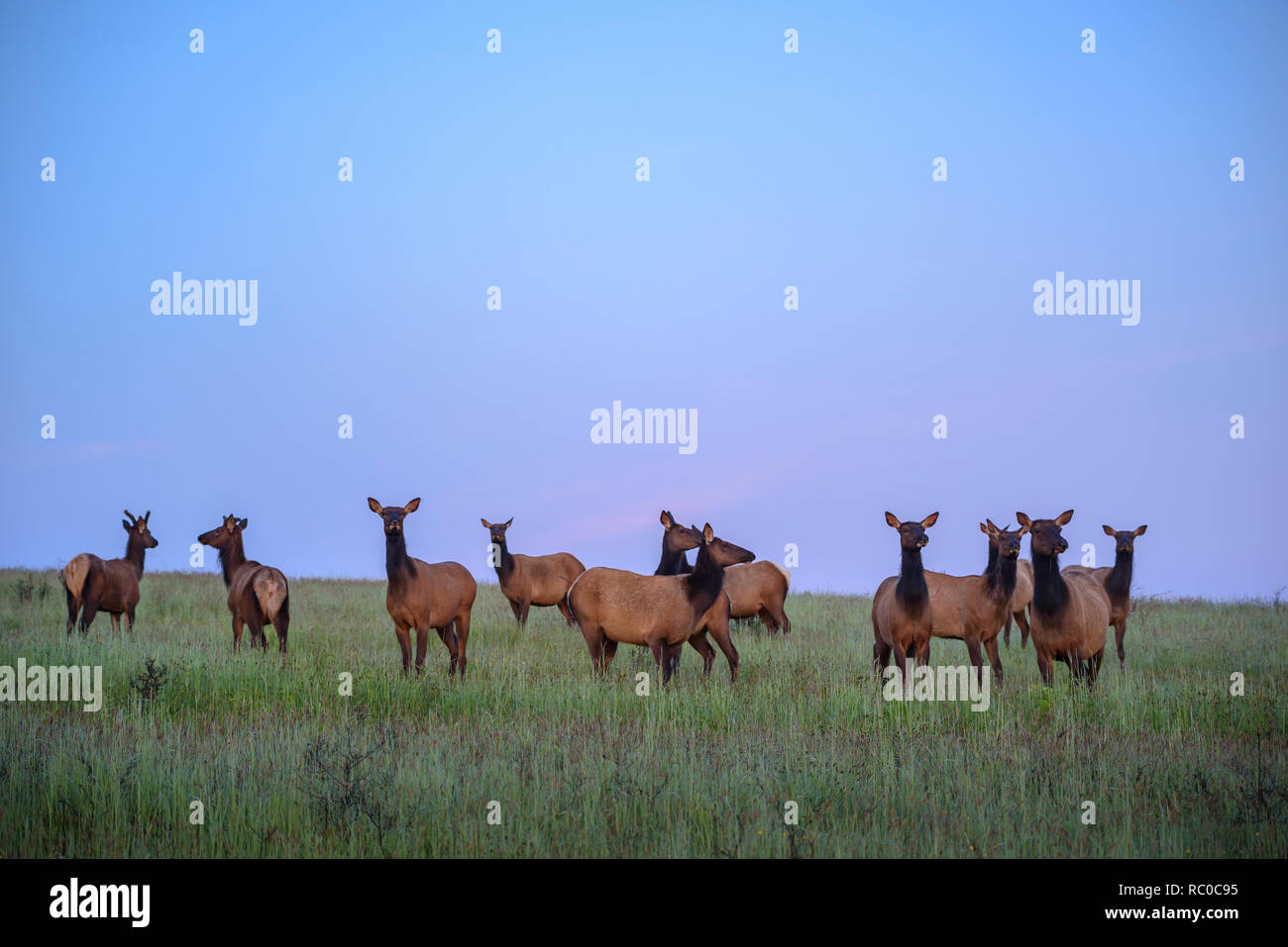 Roosevelt elk in Prairie am kahlen Hügel Straße, Redwoods National- und Staatsparks, Kalifornien. Stockfoto