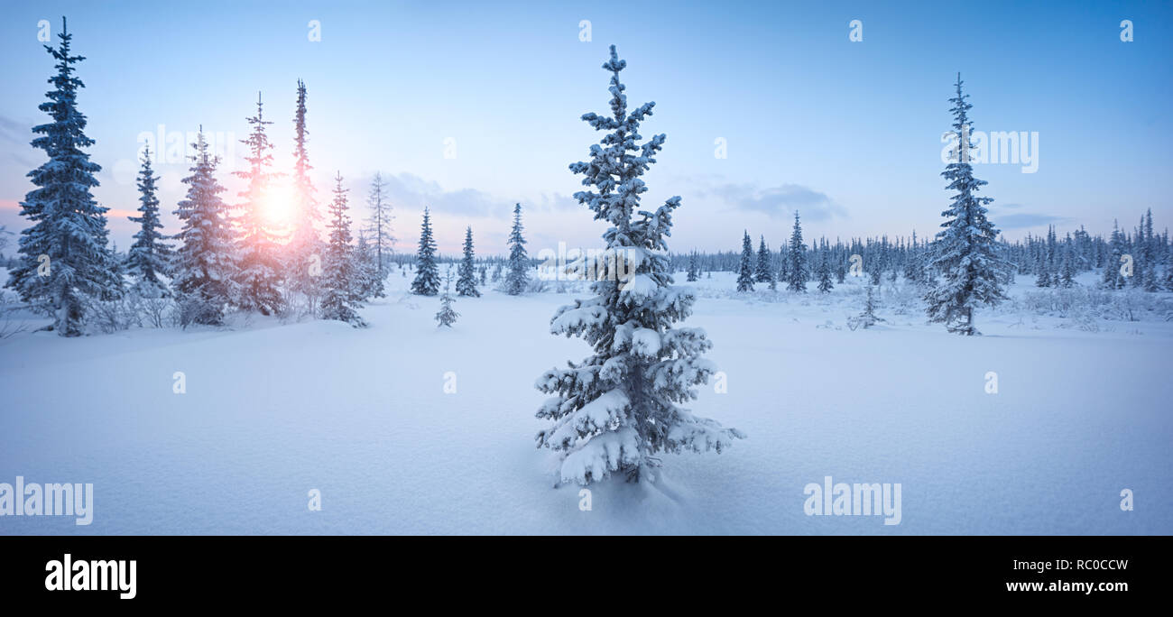 Winter Forest panorama Fichte Raureif roten und blauen Ton dawn Stockfoto
