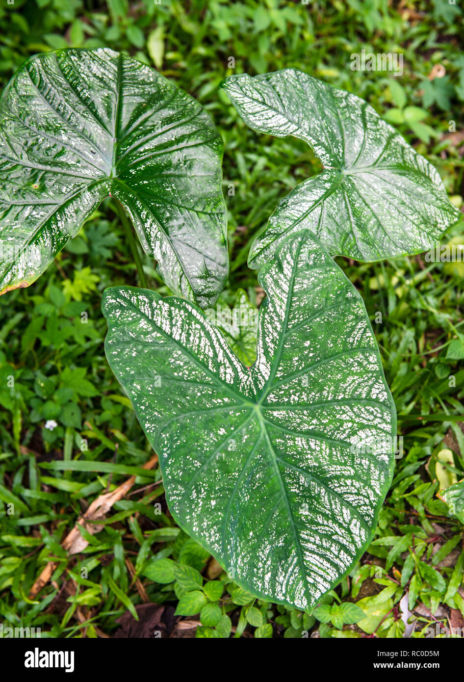 Caladium zweifarbige zimmerpflanze Fotos und Bildmaterial in hoher