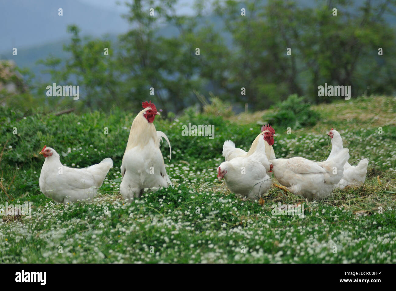 Hühner in freier Natur auf der Wiese Stockfoto