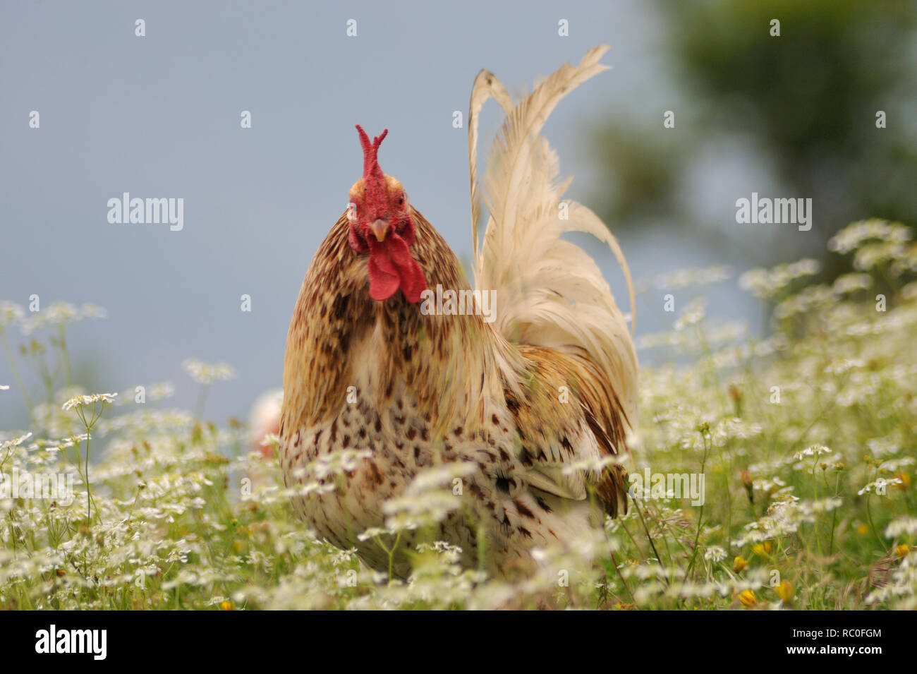 Hühner in freier Natur auf der Wiese Stockfoto