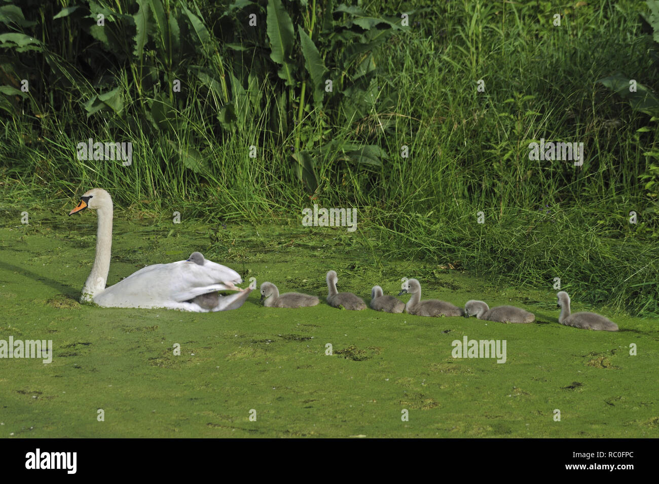 Schwanenpaar mit Küken auf dem Teich Stockfoto