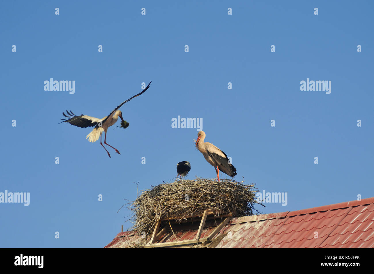 Weißstorch, Störche am Horst im Storchendorf Rühstädt Stockfoto