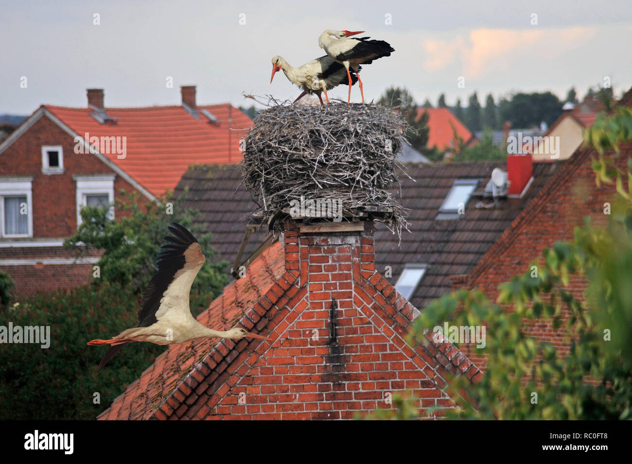 Rühstedt, Storchendorf in Brandenburg, Deutschland Stockfoto