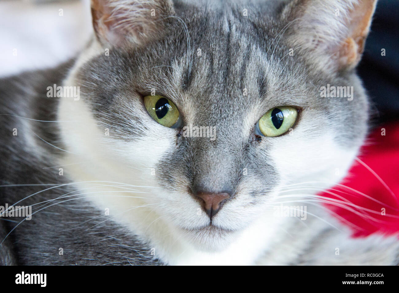 Hübsches Haus Katze Stockfoto