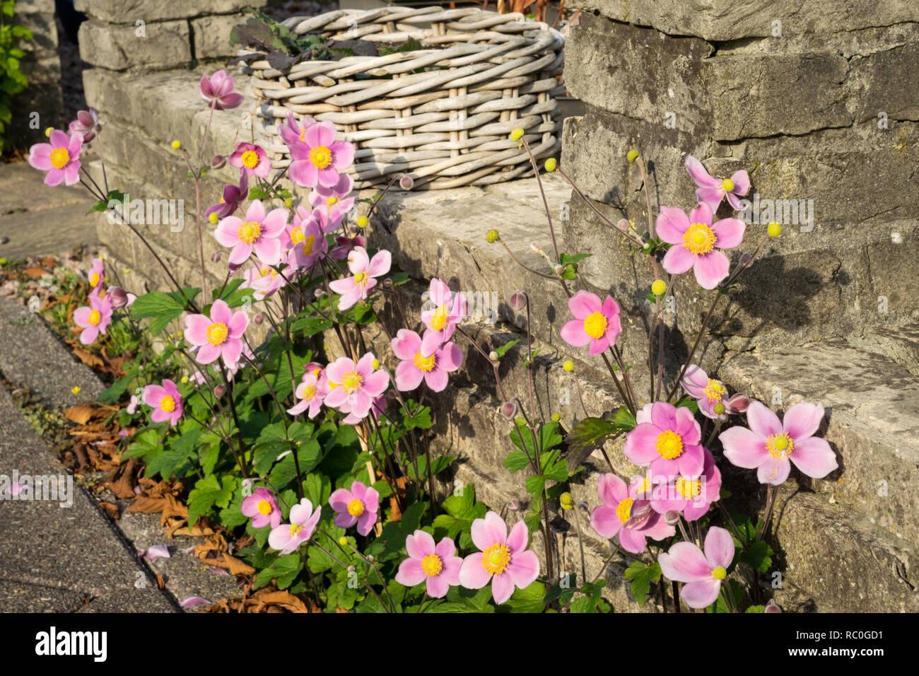 Typische Urban Garden mit rosa Blumen wachsen entlang einer Wand Stockfoto