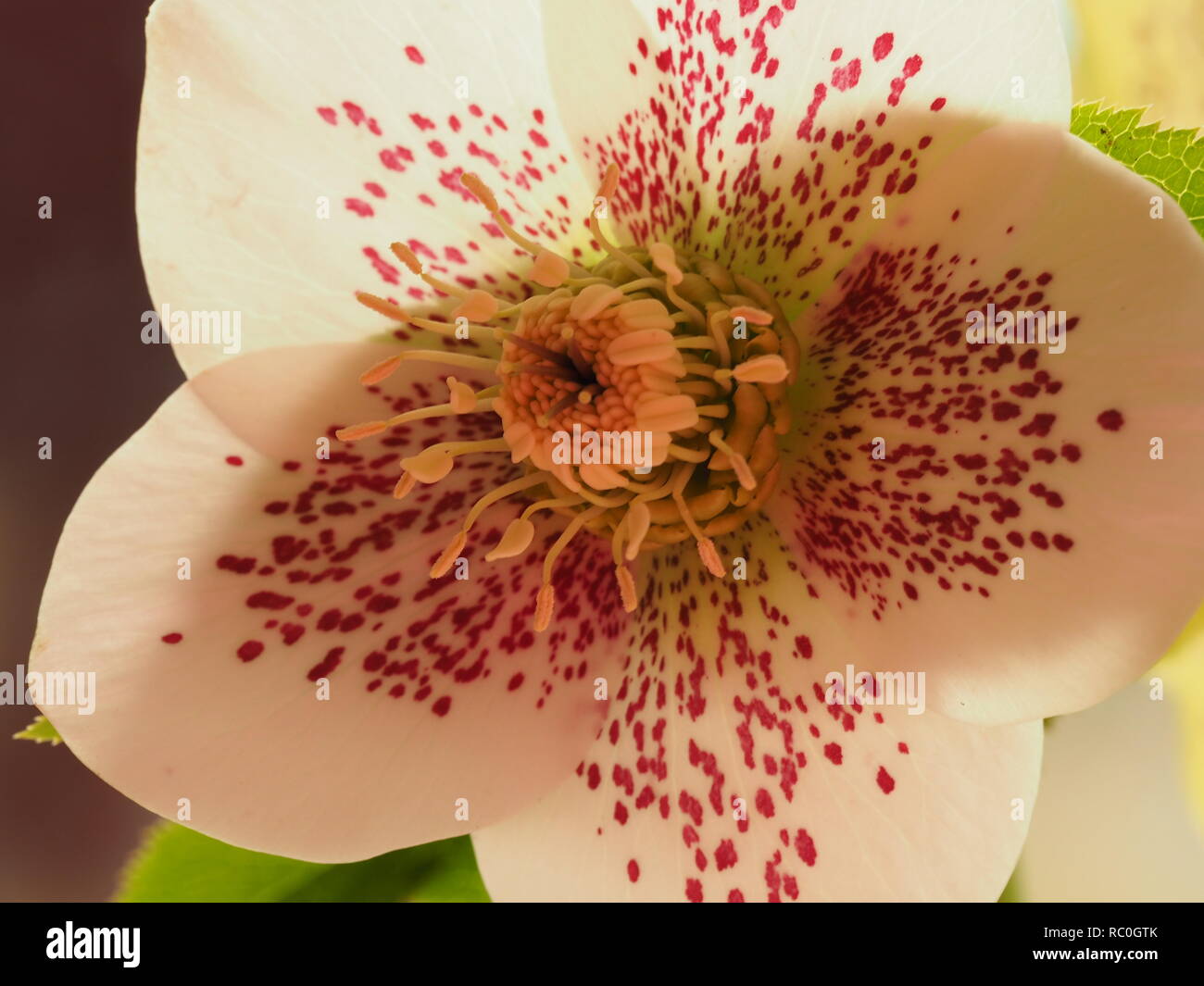 Purple Flower bei Bedacht genommen. Stockfoto