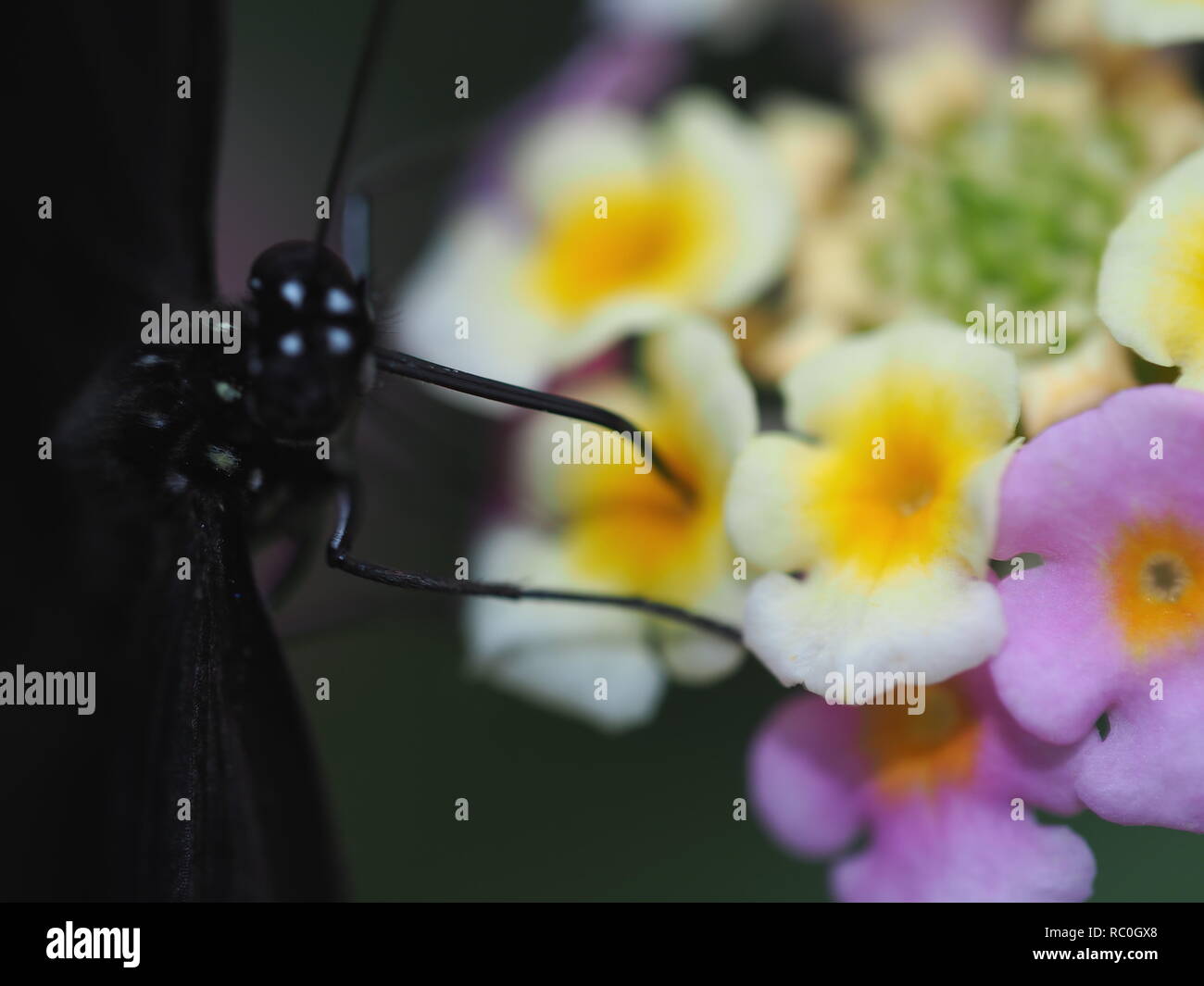 Schmetterling im Gewächshaus Stockfoto