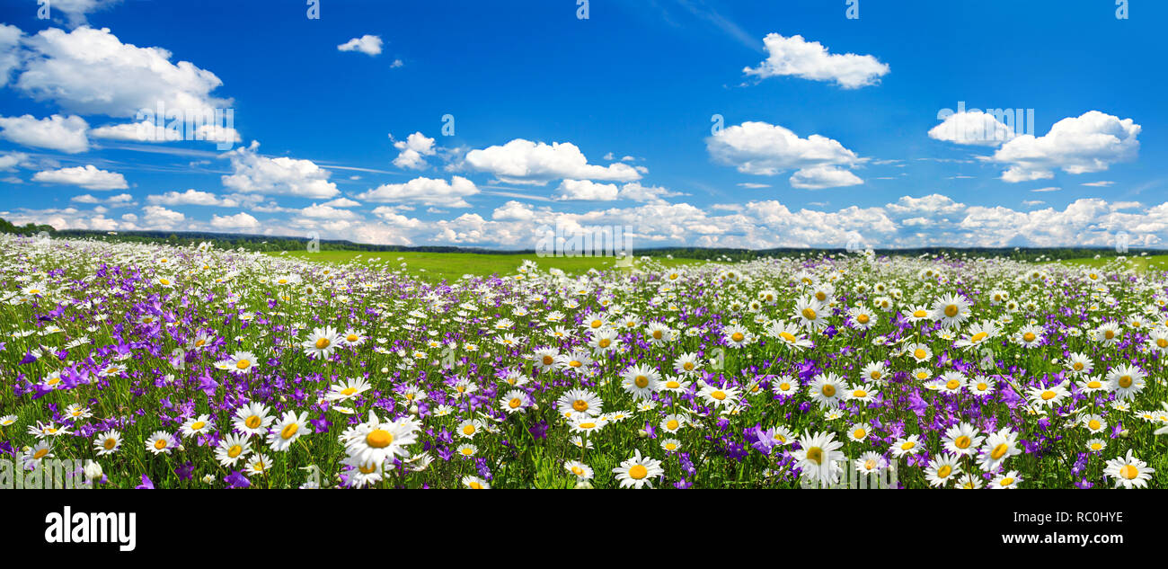 Frühling Landschaft Panorama mit blühenden Blumen auf der Wiese. weißen Kamille und Lila bluebells blühen auf Feld. Panoramablick Sommer Blick auf blühende w Stockfoto
