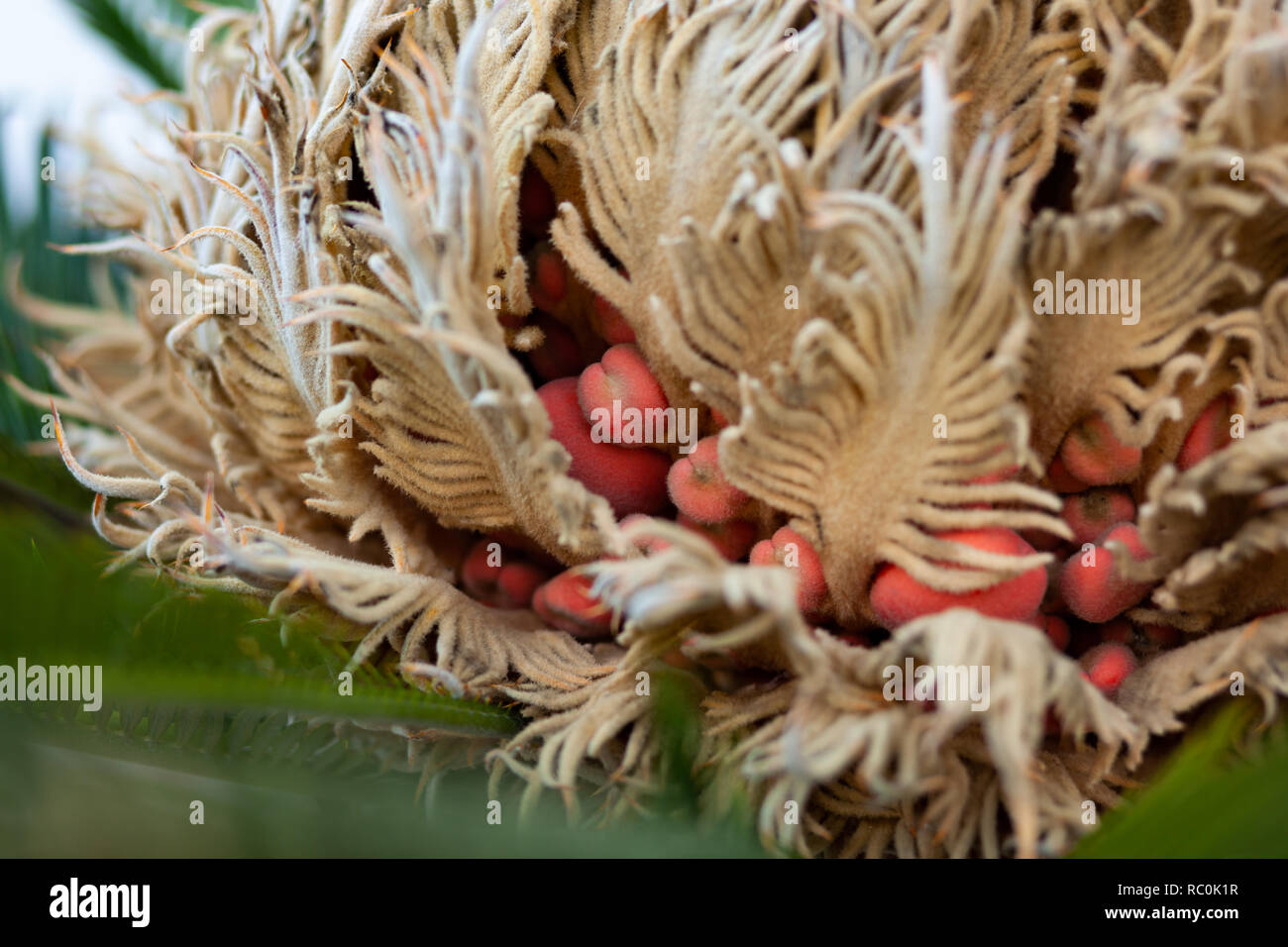 Nahaufnahme von cycas reproduktive Teile Steckkegel und Samen. Stockfoto