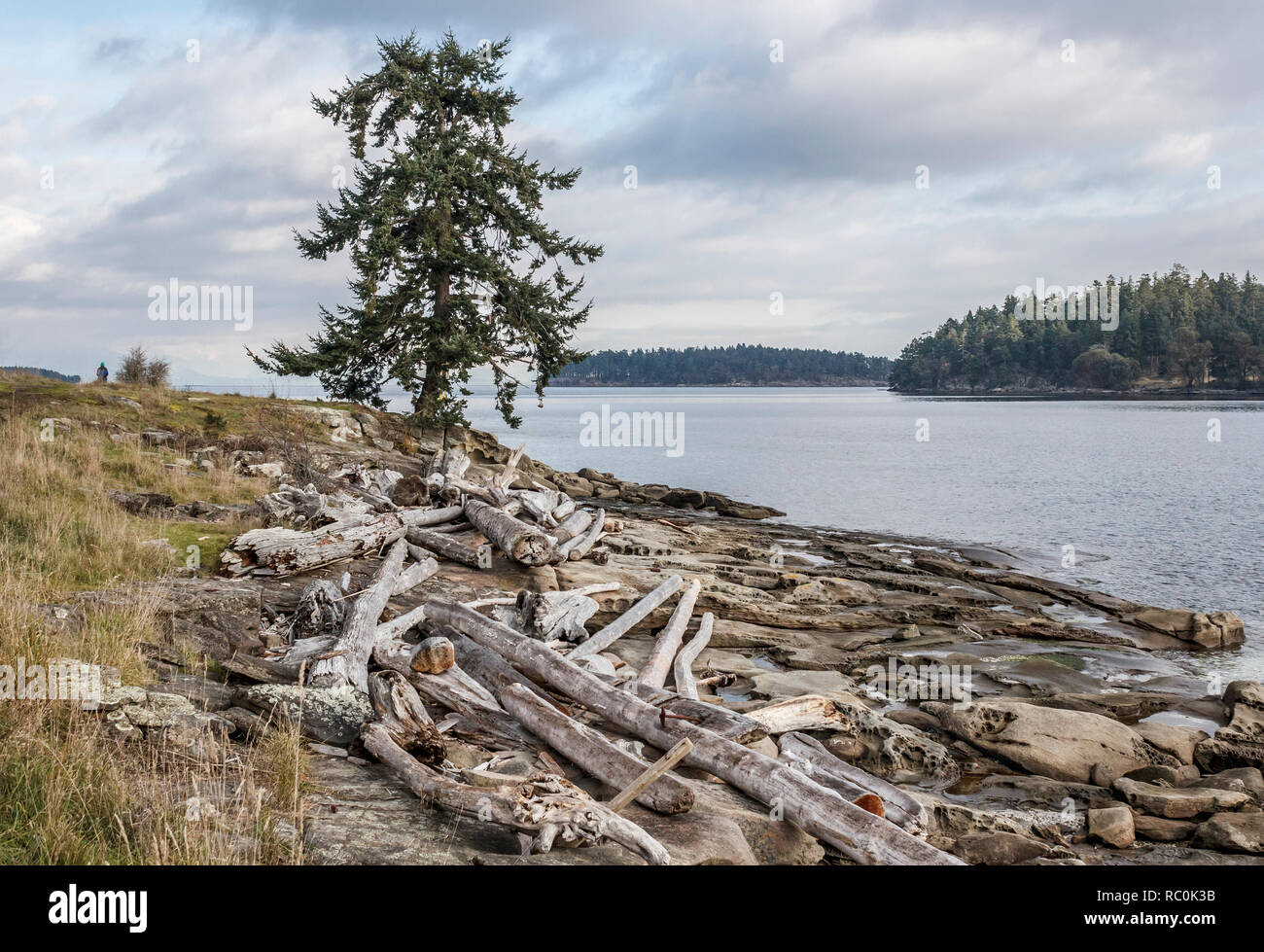 Eine einsame Tanne Baum erhebt sich über einem felsigen Strand bedeckt mit Logs durch Hochwasser und Stürme gewaschen, und in der Ferne ein Mann steht, mit Blick auf das Meer. Stockfoto