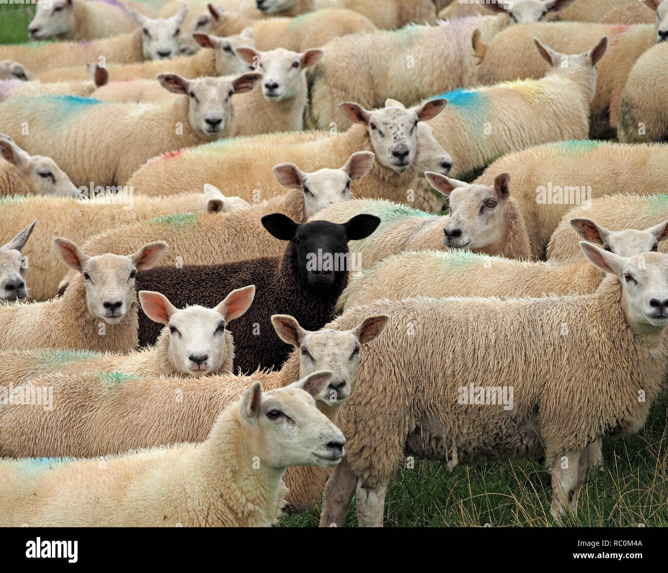 Einzelne schwarze Schafe in einer großen gepresst herde weißer schafe an der Kamera in Cumbria, England, UK starrte Stockfoto