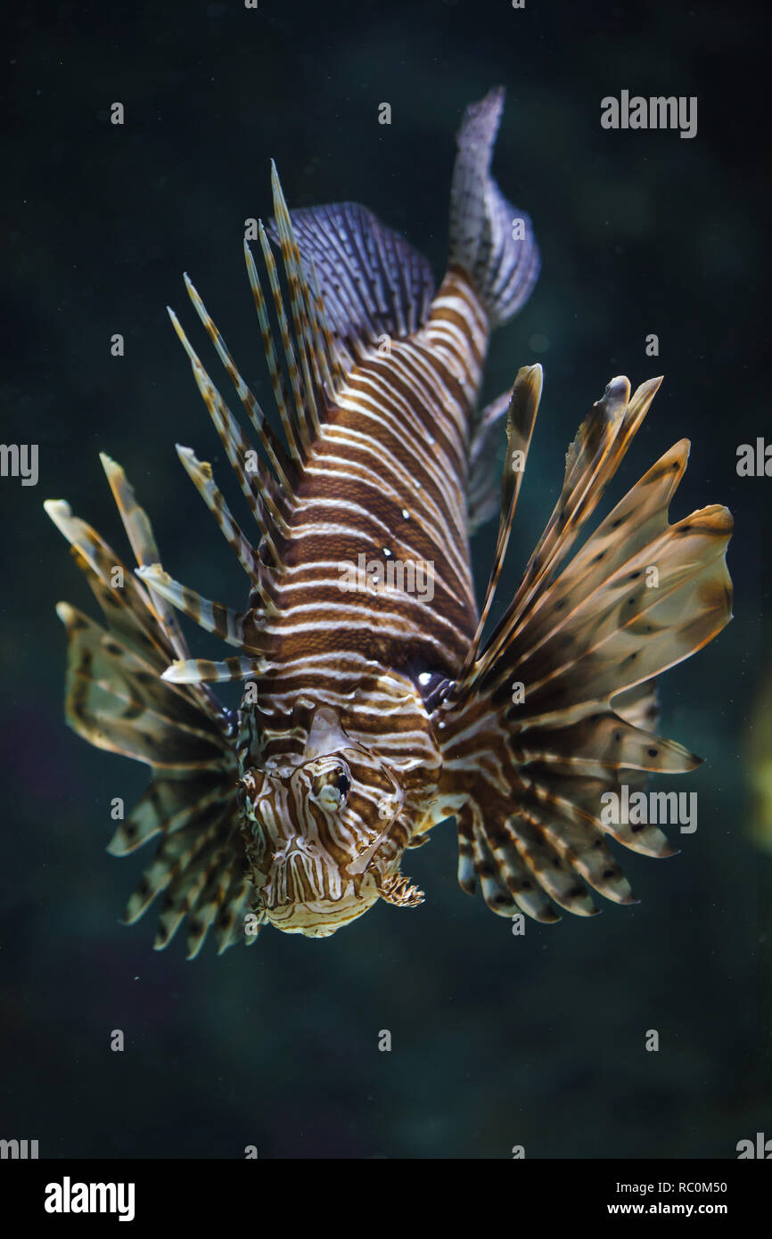 Red Rotfeuerfische (Pterois volitans). Tropische Fische. Stockfoto