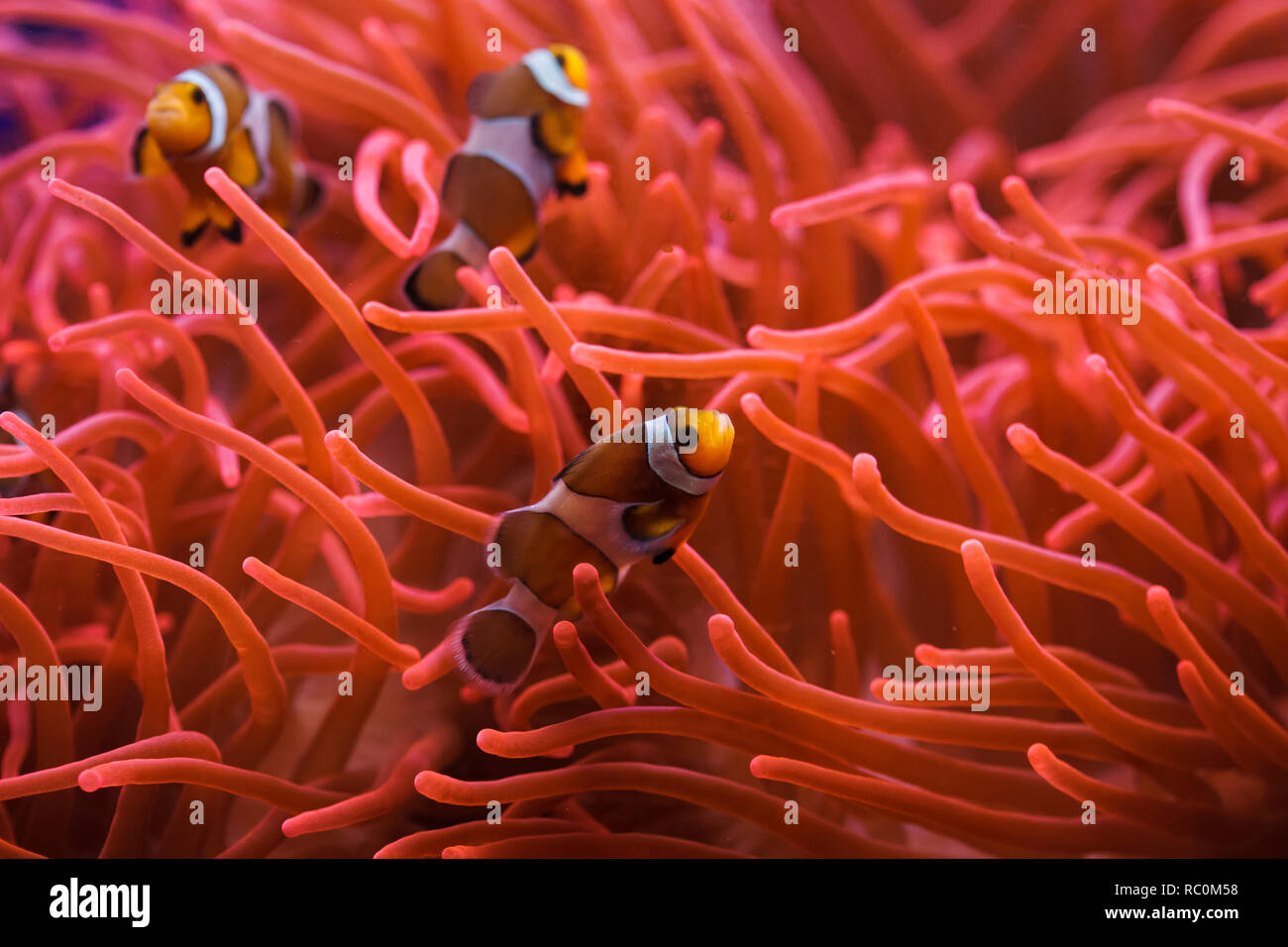 Ocellaris Clownfisch (Amphiprion ocellaris) Schwimmen im herrlichen Seeanemone (Heteractis magnifica). Stockfoto