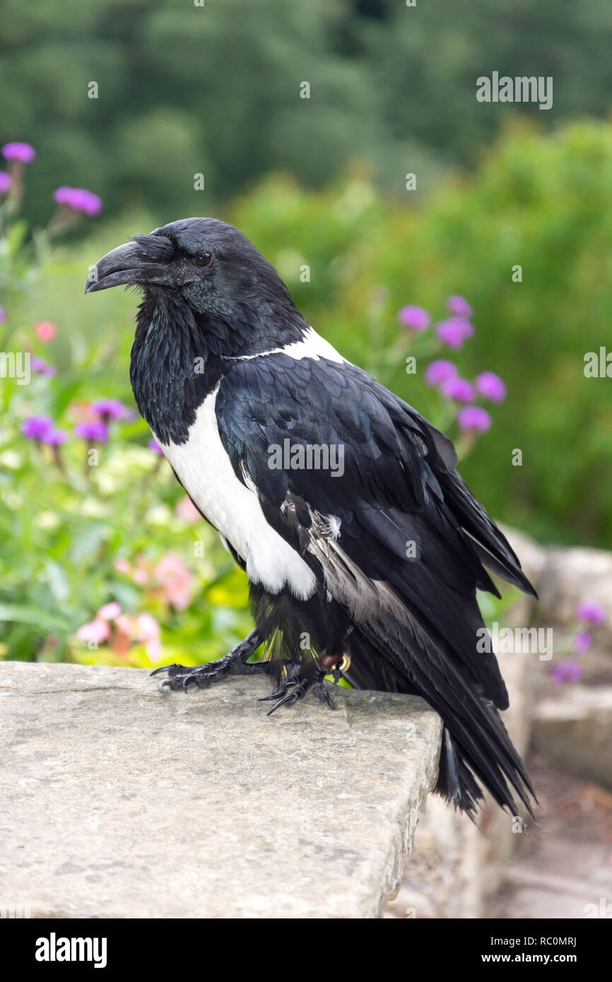 Nebelkrähe (Corvus corone) in Knaresborough Castle, Knaresborough, North Yorkshire, England, Vereinigtes Königreich Stockfoto