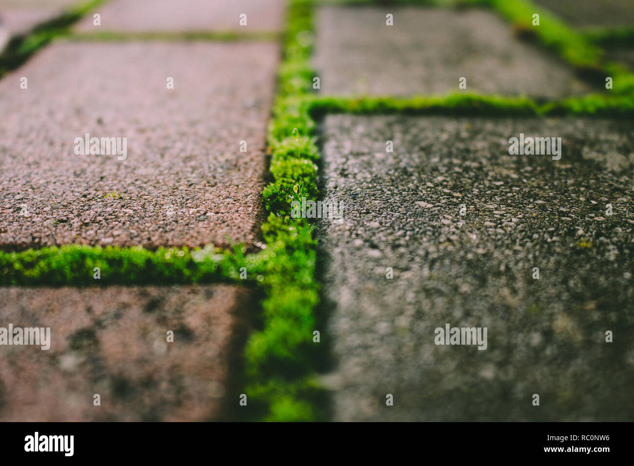 Brick Road. Gras und Moos wächst durch die Brick Road. Stockfoto
