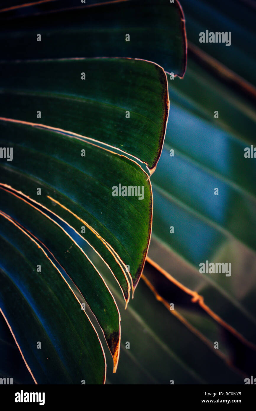 Palm Leaf. Palmenblättern, tropischen Hintergrund. Stockfoto