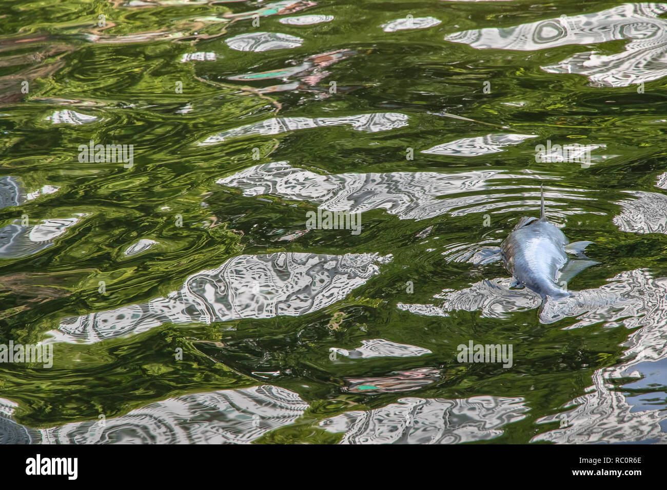 Tote Fische schwimmen im Abwasser Hintergrund. Stockfoto