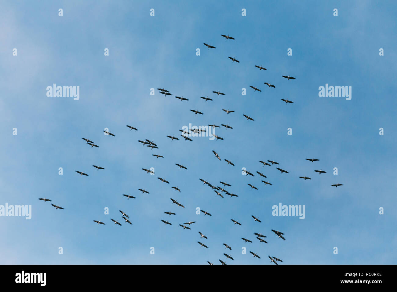 Belarus. Scharen von Kranichen oder Eurasische Kraniche fliegen In sonnigen blauen Herbsthimmel während ihrer Winter Migration. Gemeinsame Kran oder Grus Grus. Stockfoto
