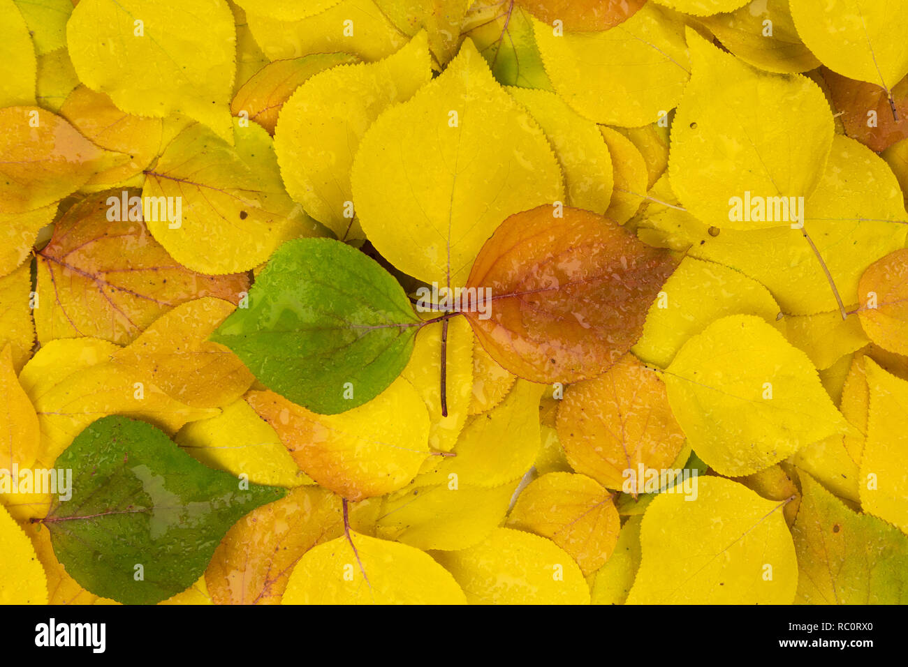 Hintergrund der Blätter im Herbst. Stockfoto