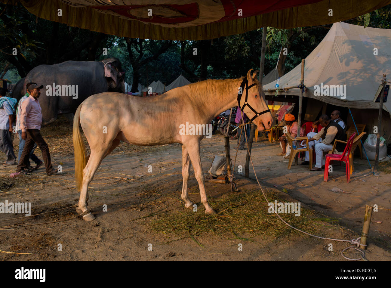 Elefanten und Pferde werden in der jährlichen Viehmarkt von Sonpur angezeigt. Stockfoto
