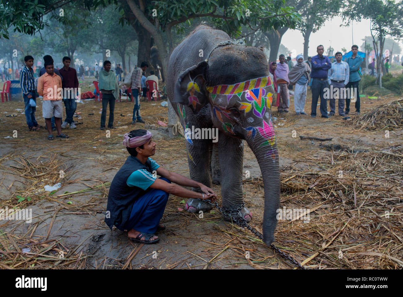 Elefanten sind in der jährlichen Viehmarkt von Sonpur angezeigt. Stockfoto