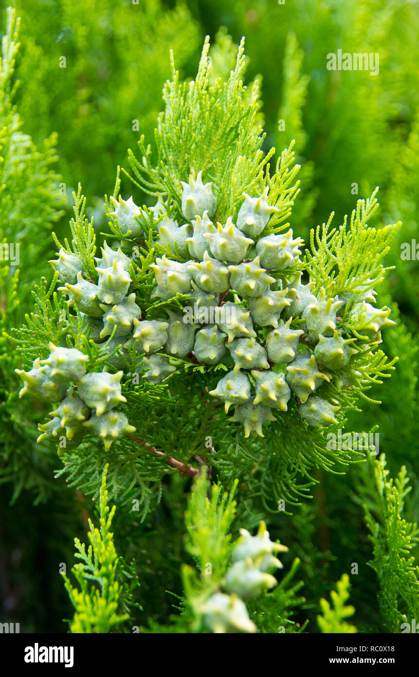 Immergrüner Baum. Thuja orientalis. Stockfoto