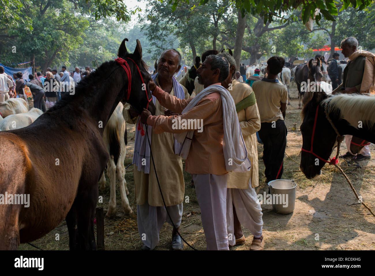 Händler kaufen und verkaufen Pferde während der jährlichen Viehmarkt an Sonpur in Bihar. Stockfoto