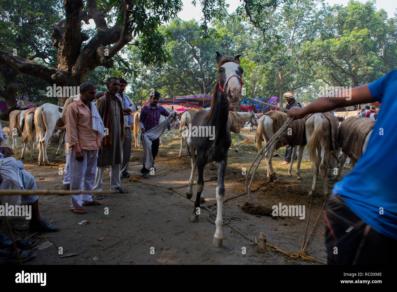 Händler kaufen und verkaufen Pferde während der jährlichen Viehmarkt an Sonpur in Bihar. Stockfoto